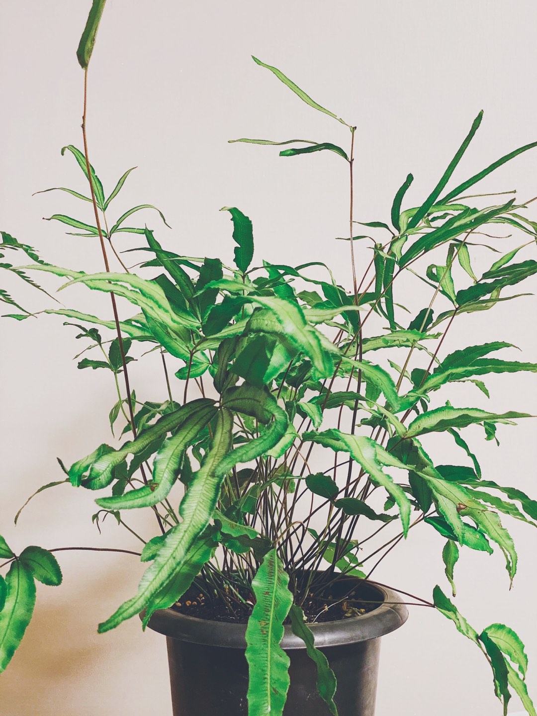 観葉植物🪴　譲ります　引っ越し