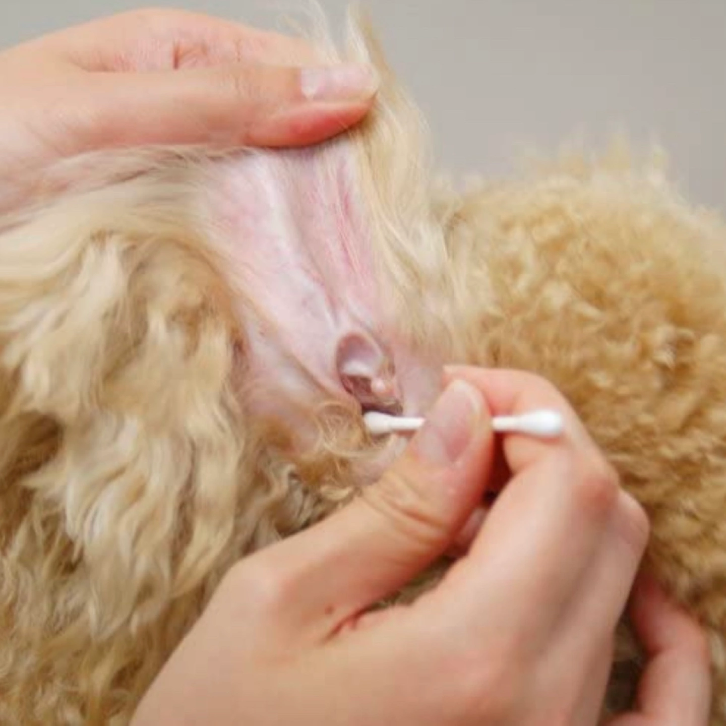 耳クリーナー 肉球クリーム 犬猫用 お手入れセットの写真4枚目