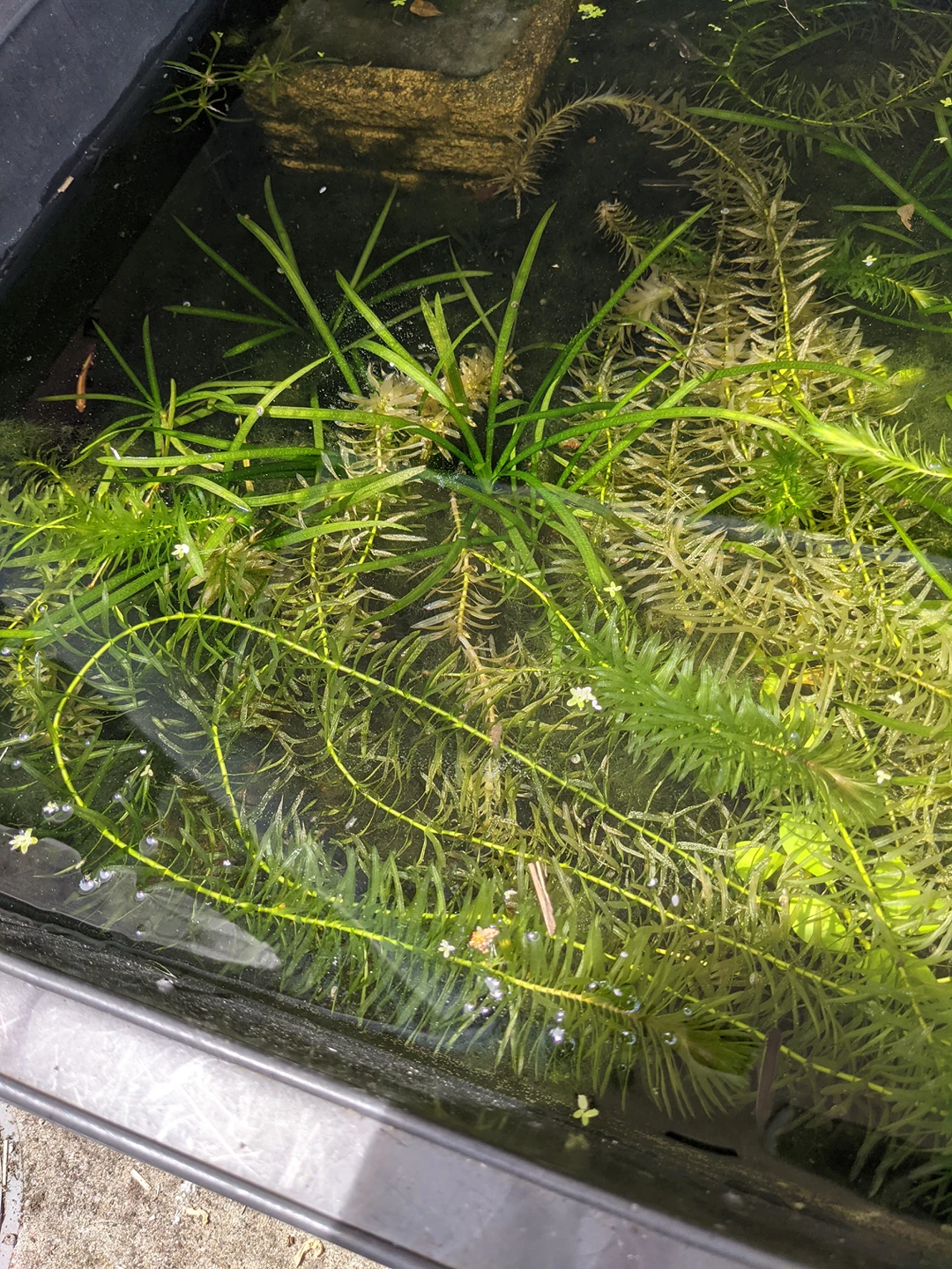 無料♪水草、バリスネリアスピラリス！の写真2枚目
