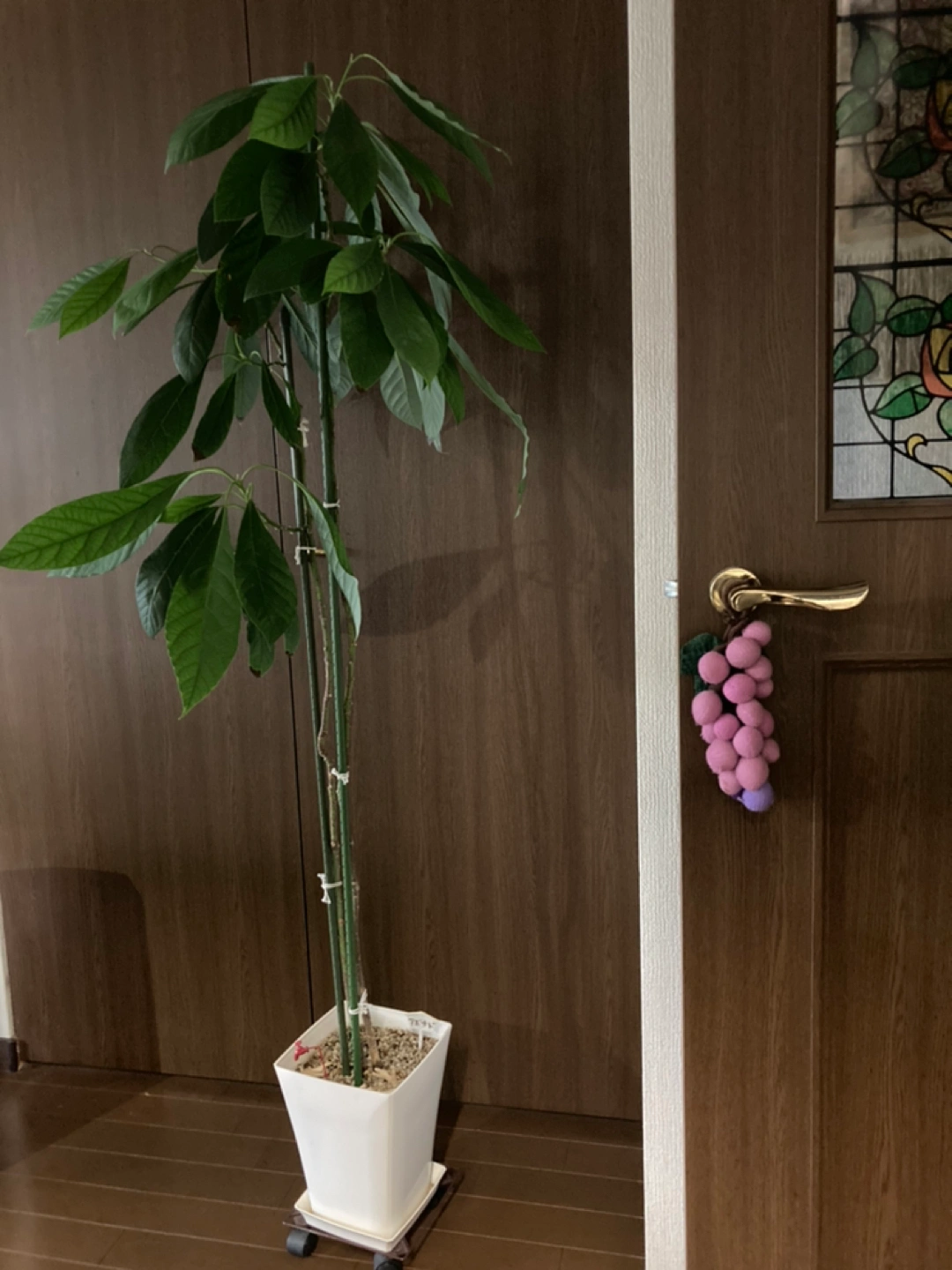 観葉植物🪴(アボカド🥑)の写真3枚目
