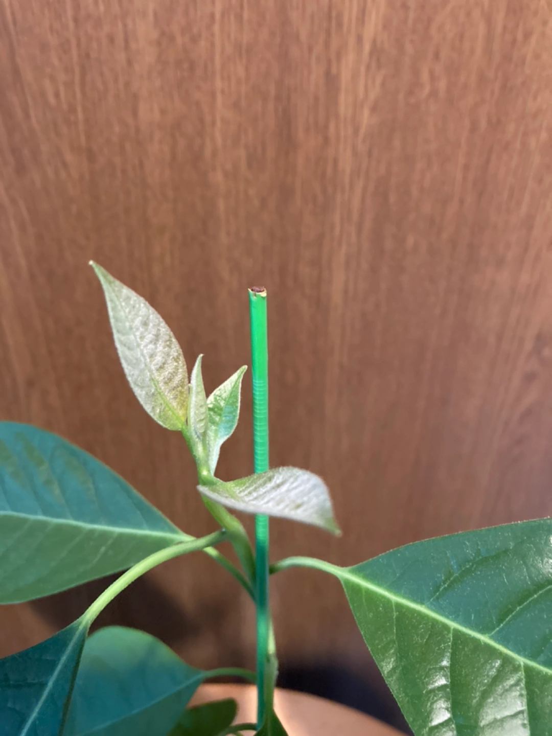 観葉植物🪴(アボカド🥑)の写真2枚目