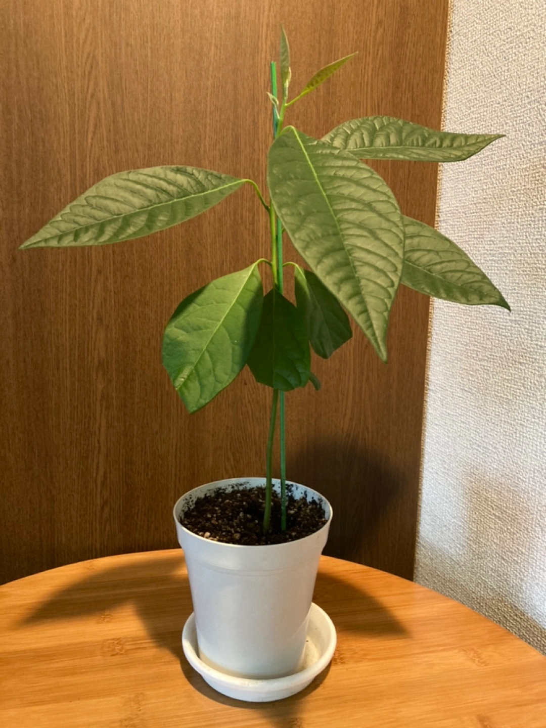 観葉植物🪴(アボカド🥑)