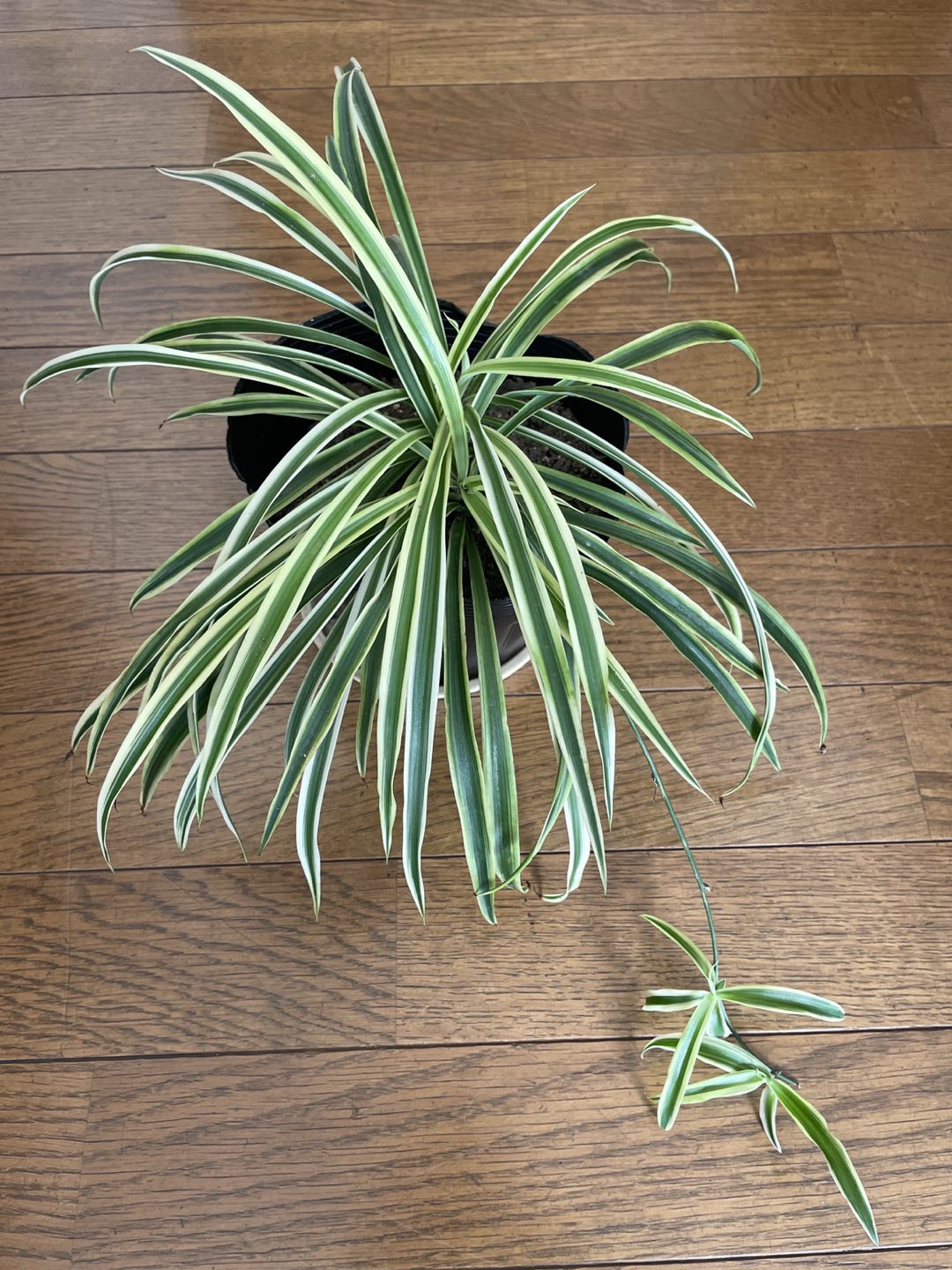 観葉植物　オリヅルラン