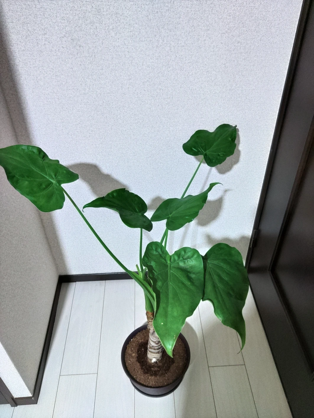 シマクワズイモの写真2枚目