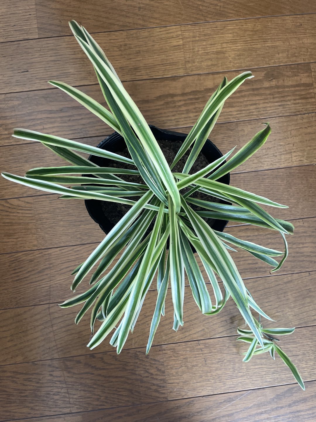観葉植物　オリヅルランの写真2枚目