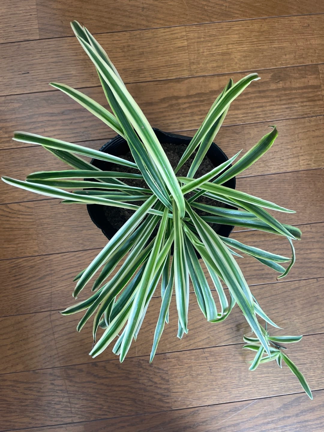 観葉植物 オリヅルランの写真2枚目