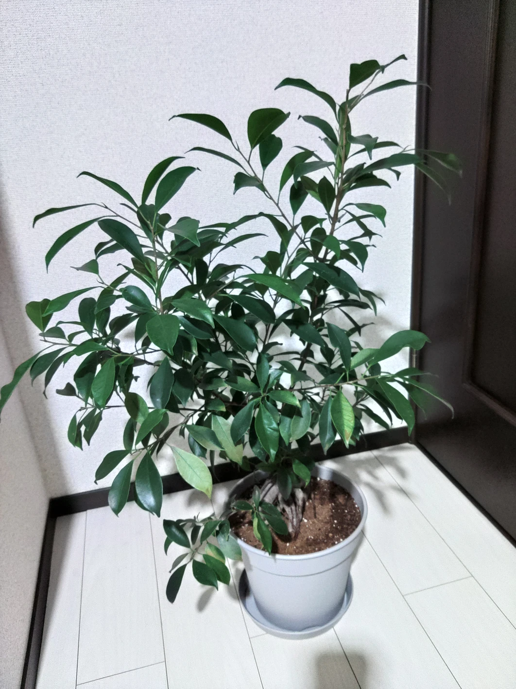 ガジュマル