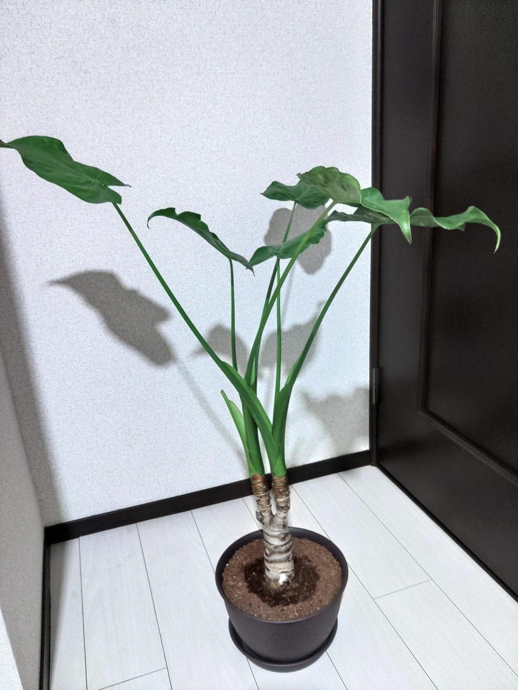 シマクワズイモ
