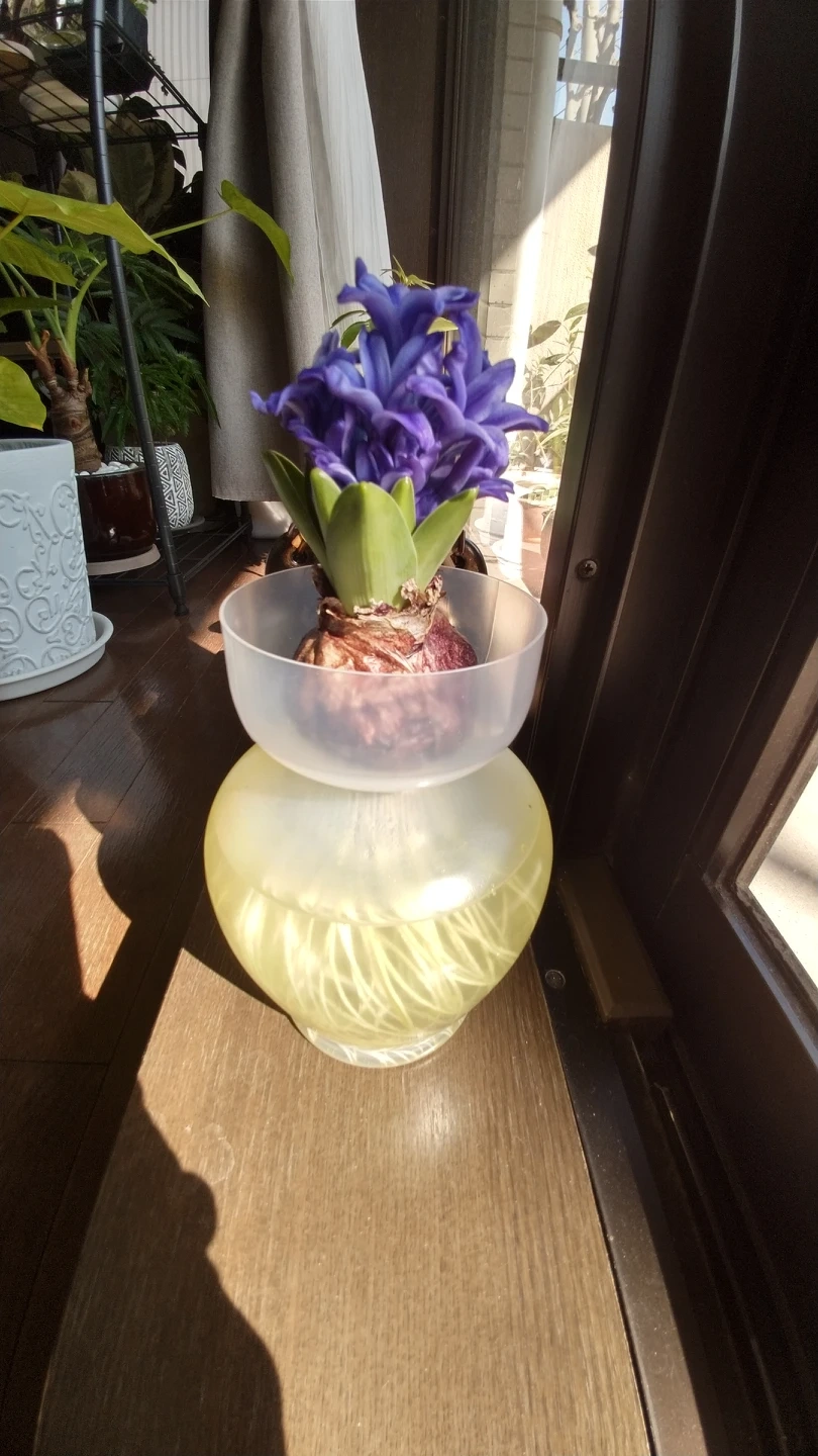 ヒヤシンス水耕栽培容器