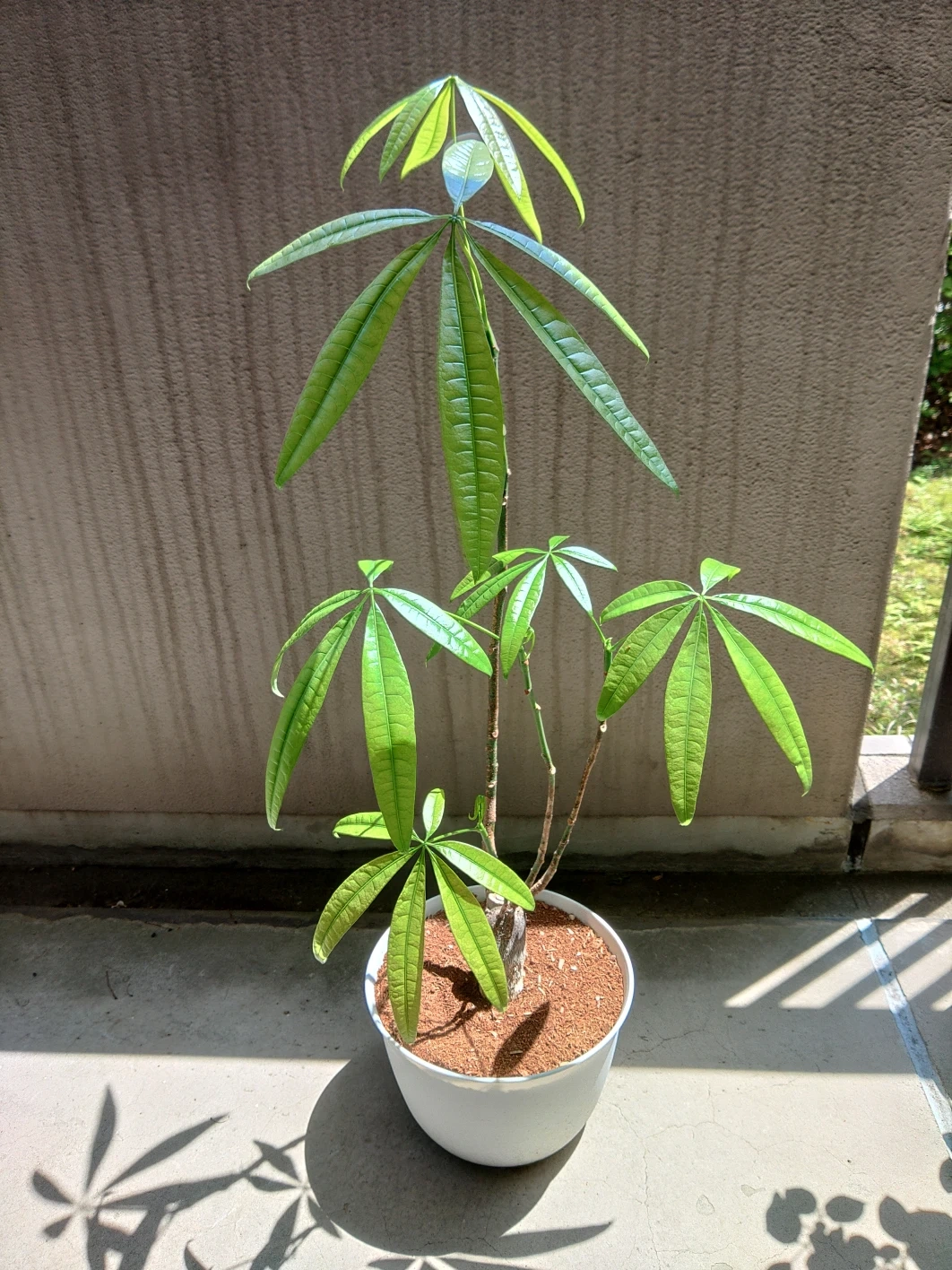 パキラ