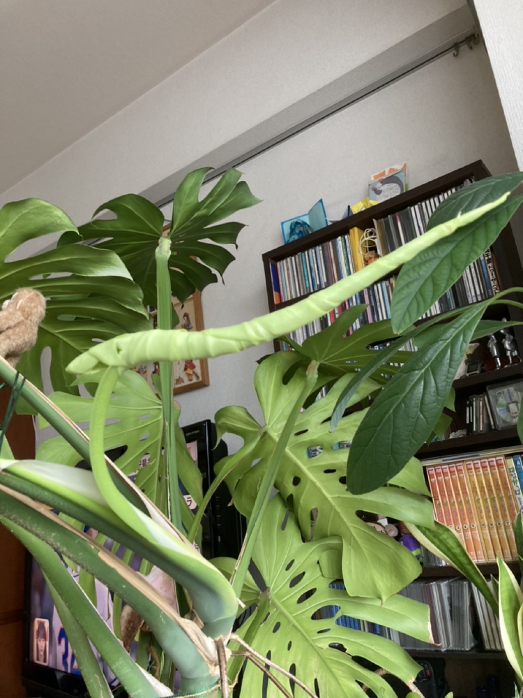 🪴大きなモンステラの写真3枚目