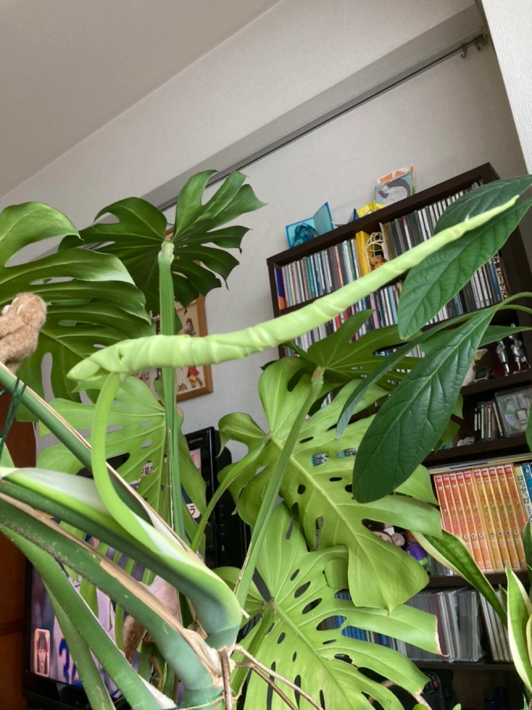 🪴大きなモンステラの写真3枚目