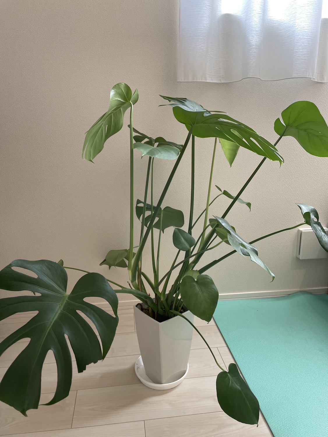 観葉植物　モンステラ