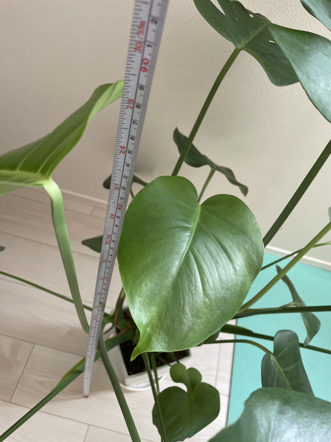 観葉植物　モンステラの写真4枚目