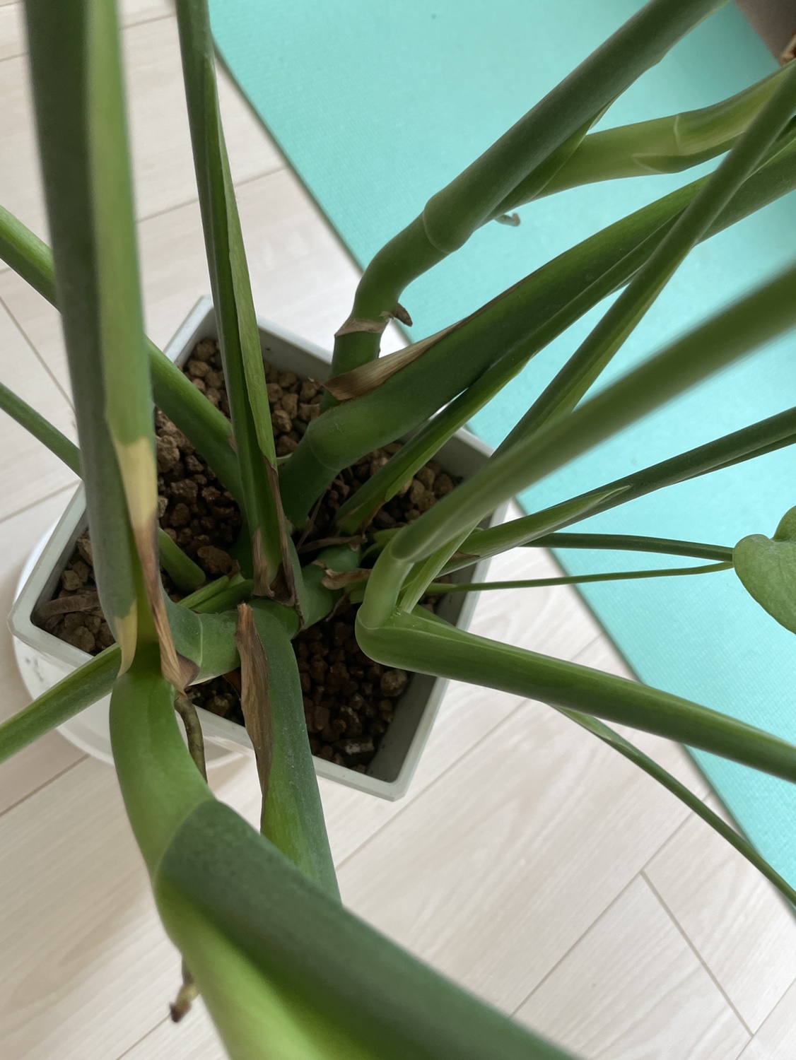 観葉植物　モンステラの写真3枚目