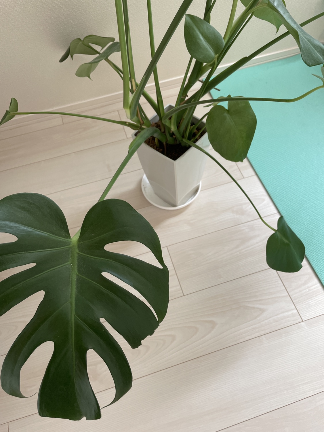 観葉植物　モンステラの写真2枚目