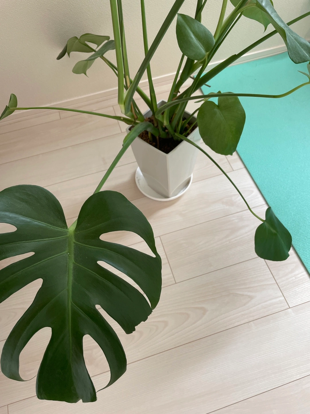 観葉植物 モンステラの写真2枚目