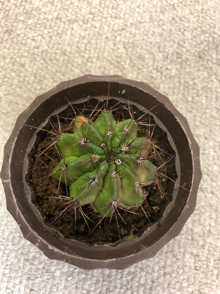 【観葉植物】🌵サボテン