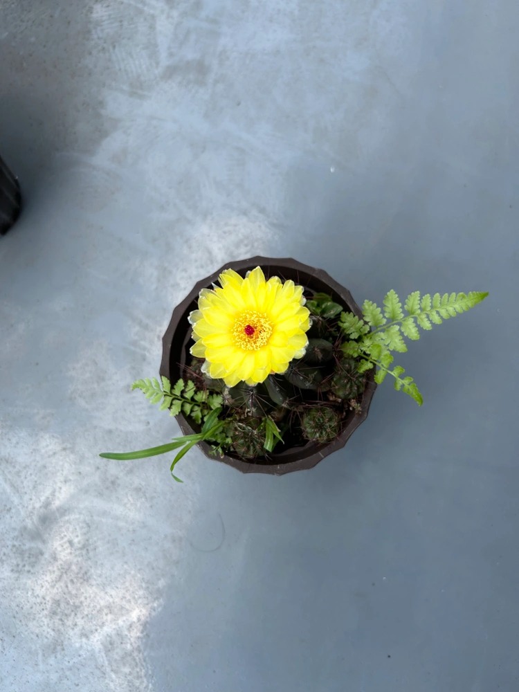 【観葉植物】🌵サボテンの写真3枚目