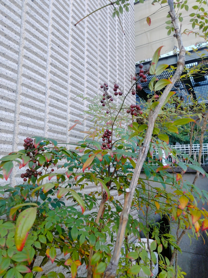 南天と万両、千両 ガーデニング 植木 火鉢