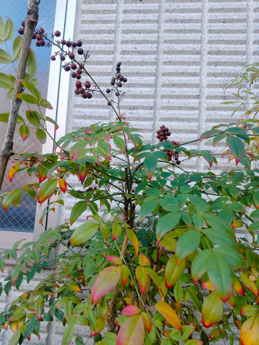 南天と万両、千両 ガーデニング 植木 火鉢の写真2枚目