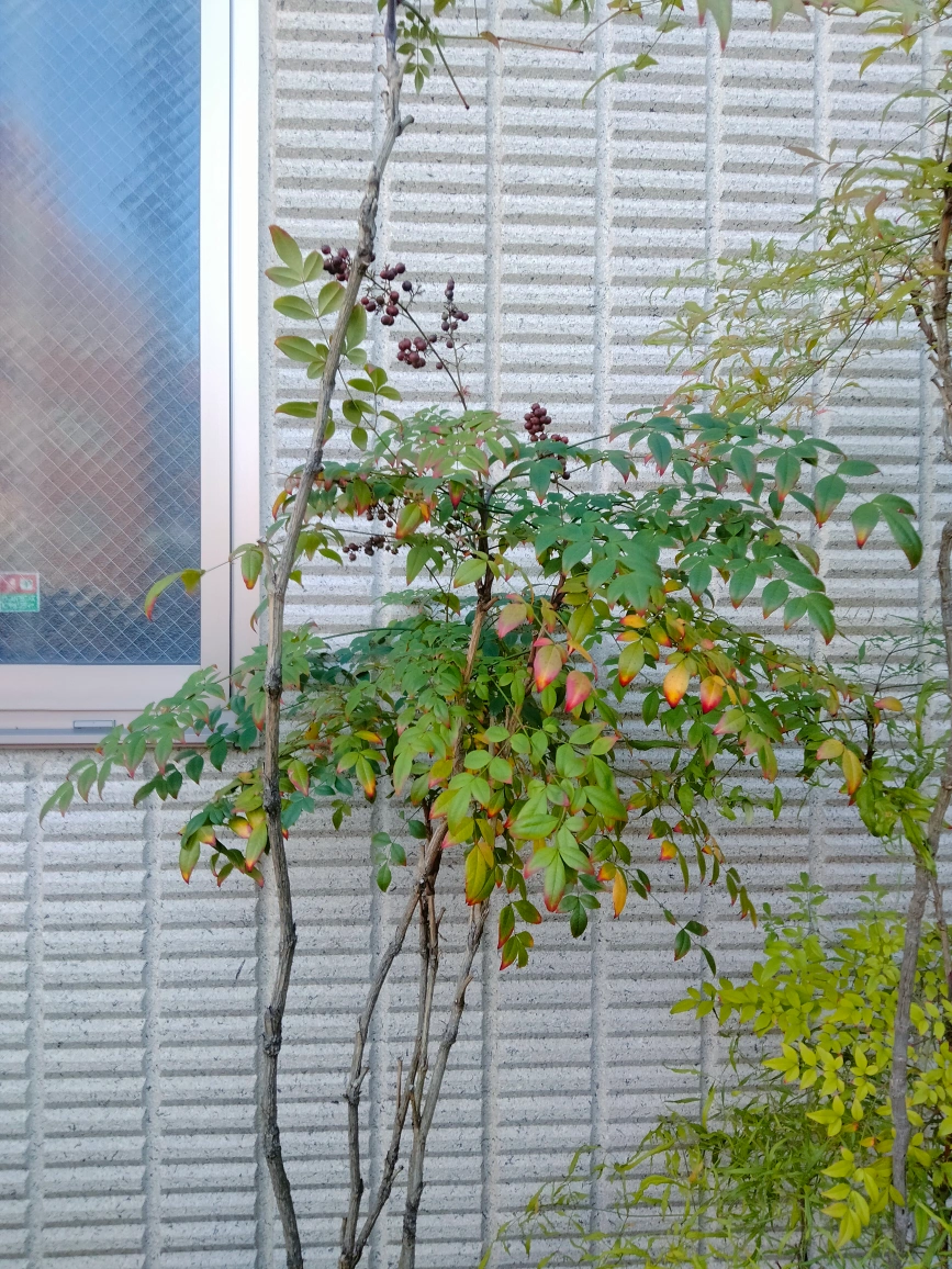 南天と万両、千両 ガーデニング 植木 火鉢の写真3枚目