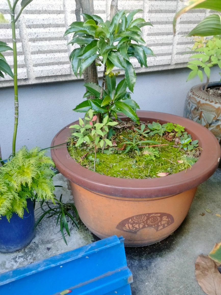 南天と万両、千両 ガーデニング 植木 火鉢の写真4枚目