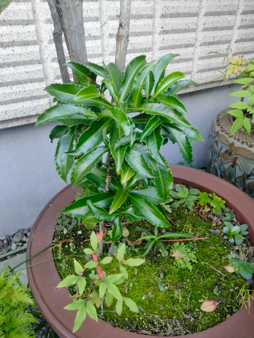 南天と万両、千両 ガーデニング 植木 火鉢の写真5枚目