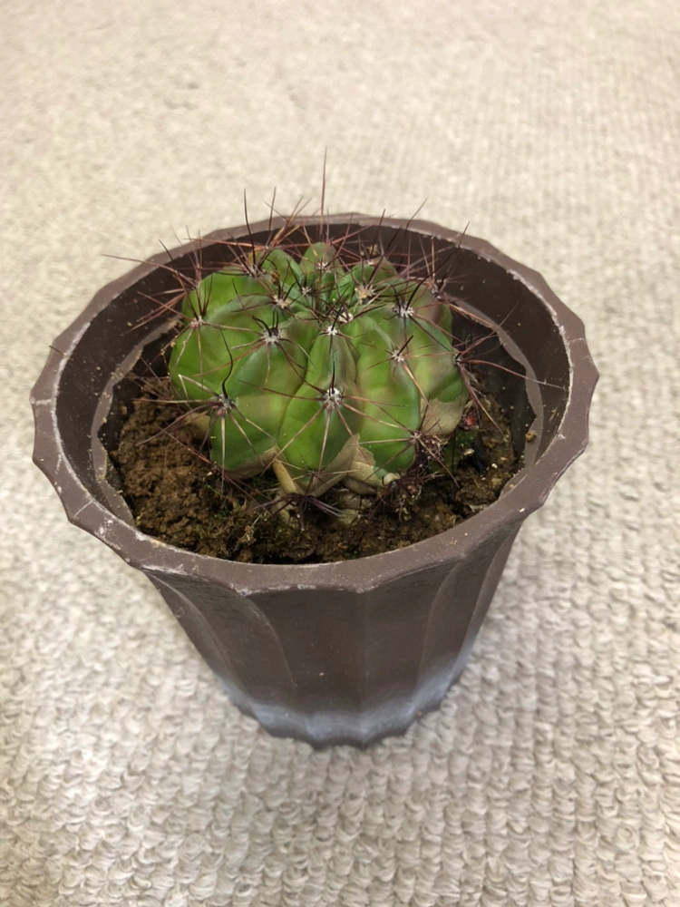 【観葉植物】🌵サボテンの写真2枚目