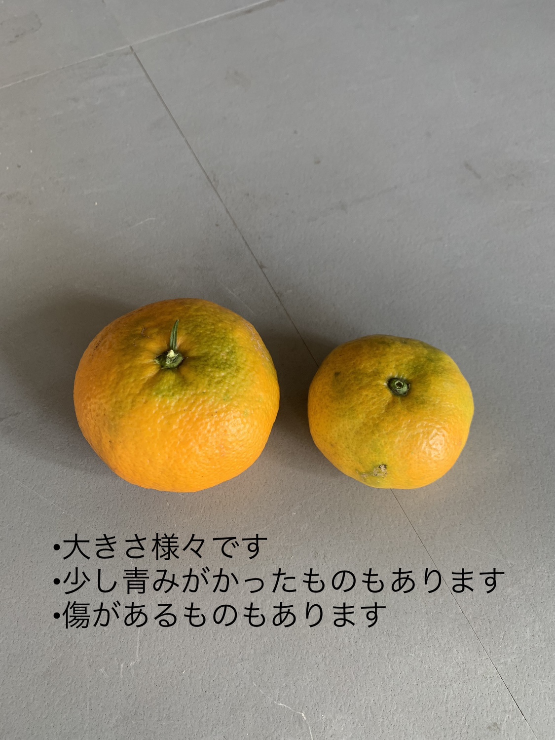 【期間限定12月初旬までの予定】家庭栽培　無農薬みかん　1セット（1セットあたり10個入約1.2kg）の写真4枚目