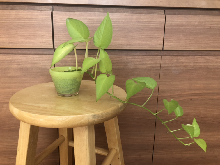 【ありがとうございました】観葉植物　ポトス(ライムグリーン)