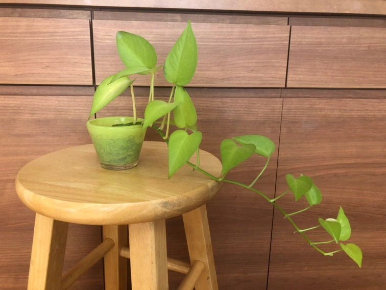 【ありがとうございました】観葉植物 ポトス(ライムグリーン)