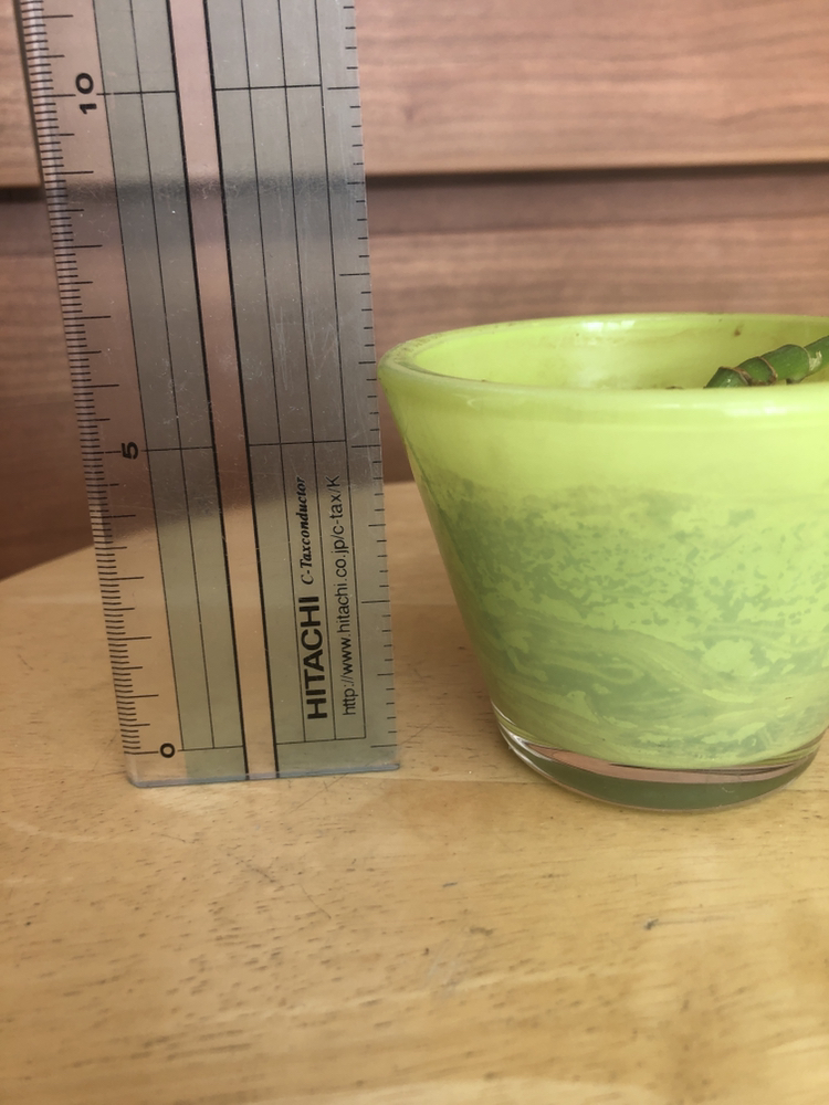 【ありがとうございました】観葉植物　ポトス(ライムグリーン)の写真2枚目