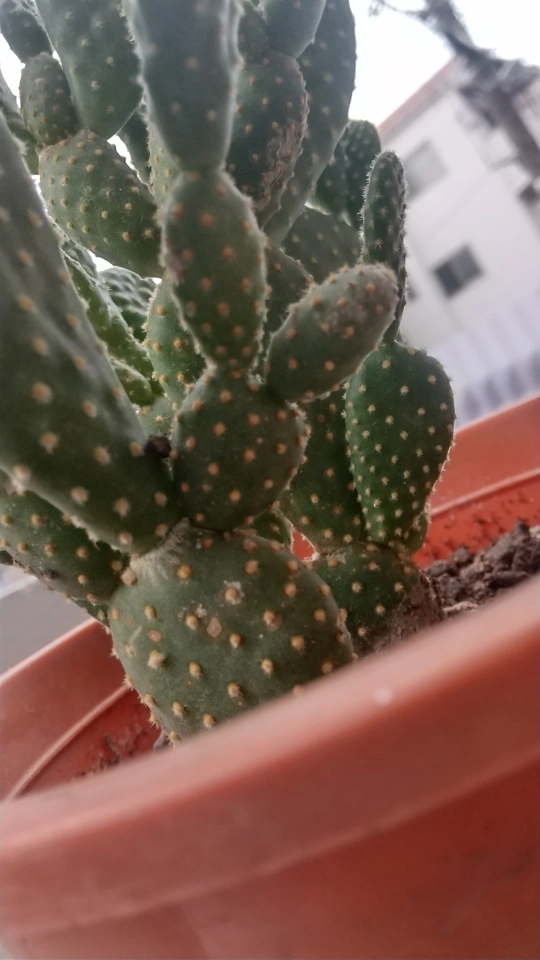 サボテンの写真2枚目