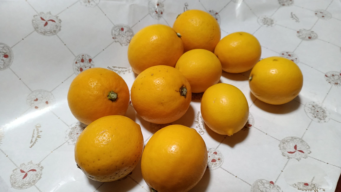 我が家のレモンです。🥺