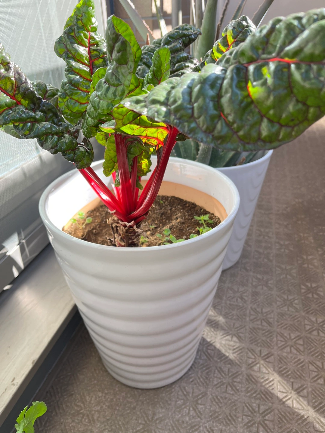 植木鉢 陶器の写真2枚目