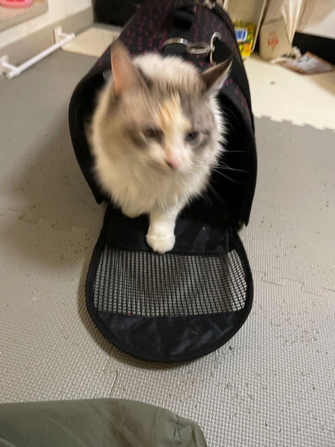 大型猫用 キャリーの写真2枚目