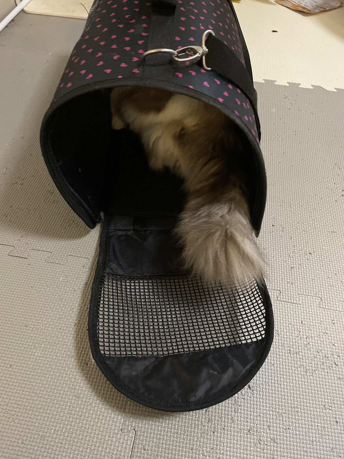 大型猫用　キャリー