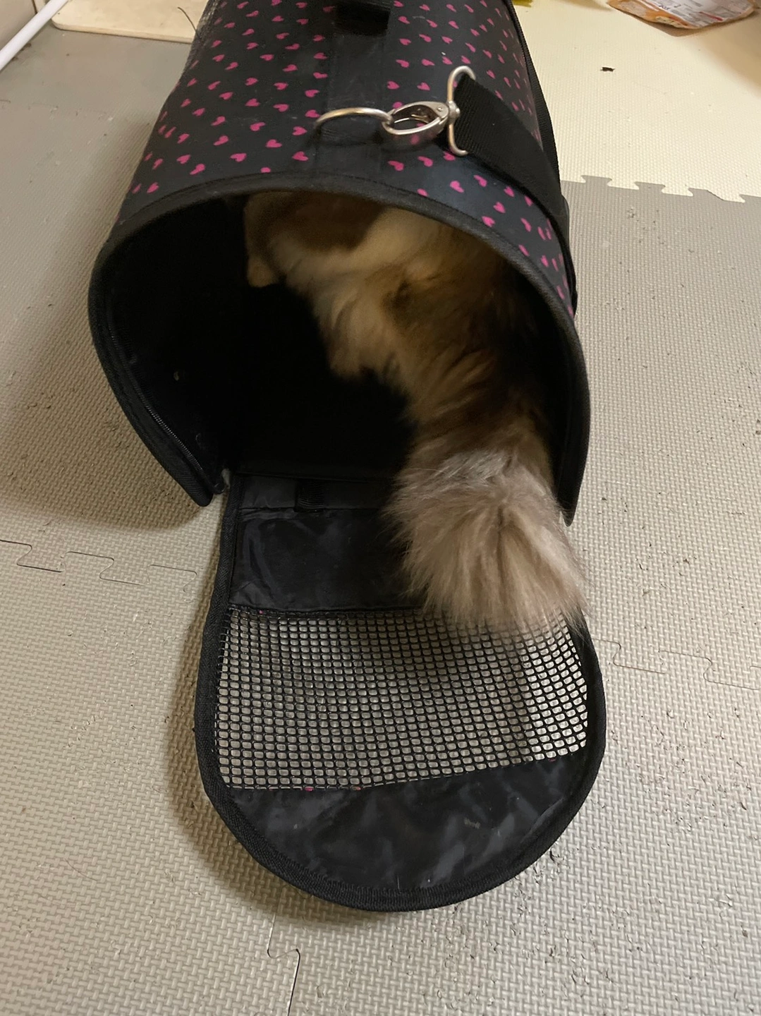 大型猫用 キャリー