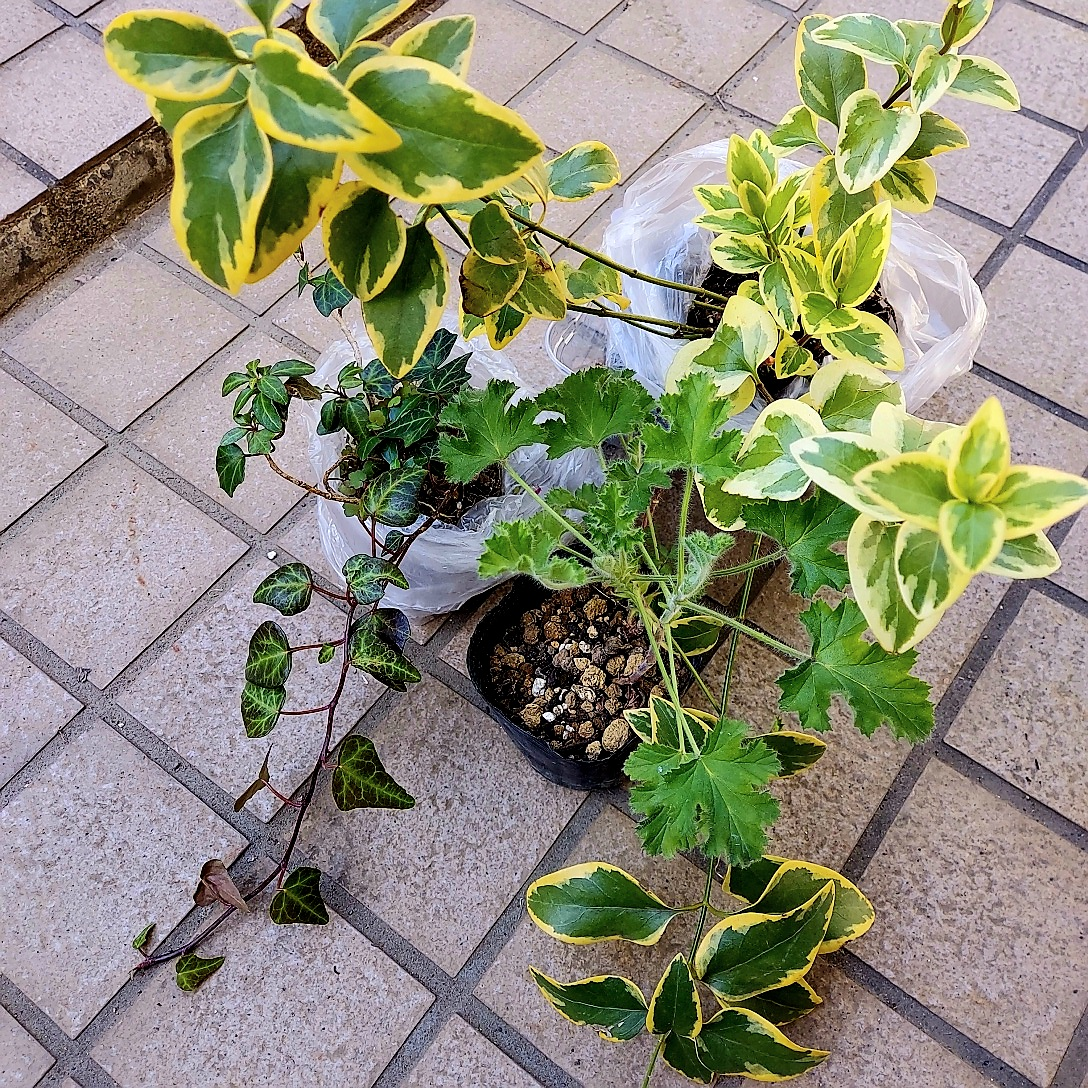 ③10種の植物:ハーブ、アナベルピンク、ペラルゴ、白竜、その他の写真3枚目