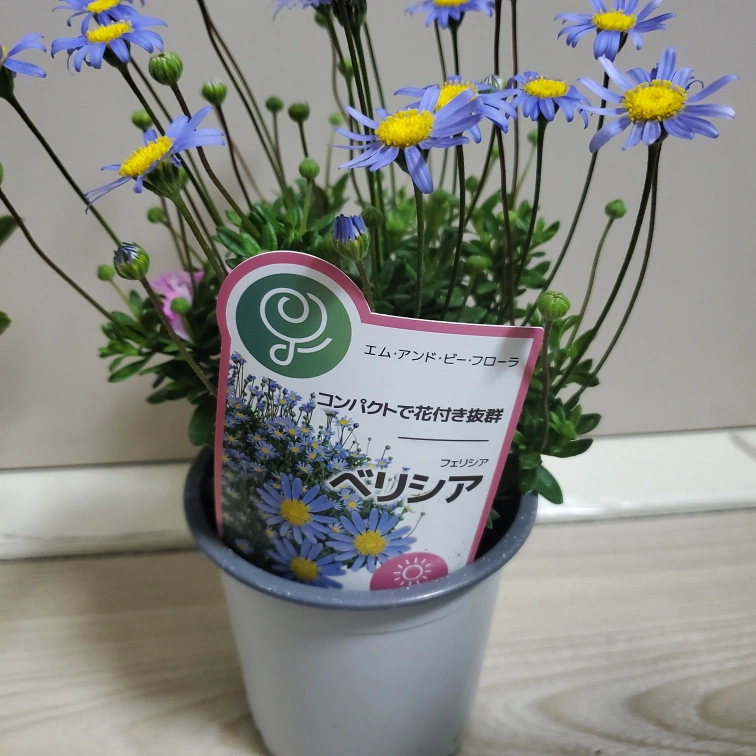 鉢植え花4種の写真2枚目