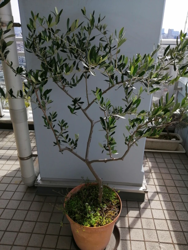 オリーブの木