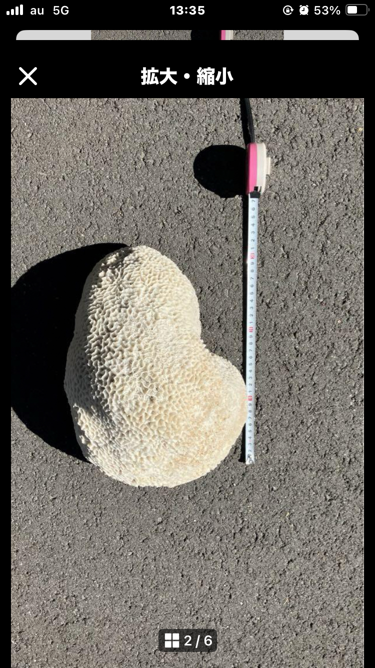 天然珊瑚の写真4枚目