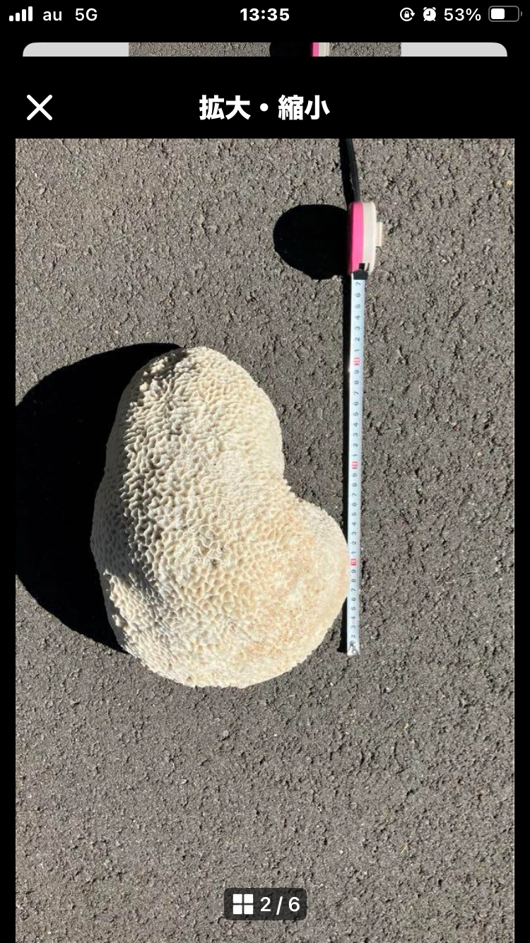 天然珊瑚の写真4枚目