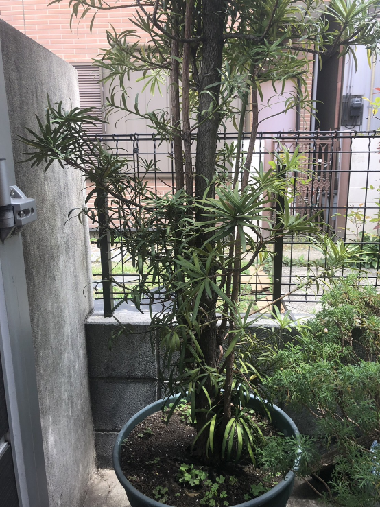 イヌマキ　杉
