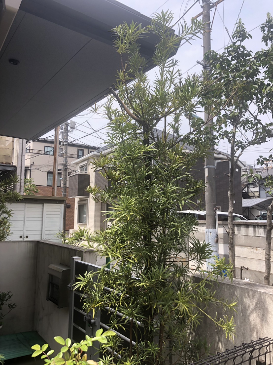 イヌマキ　杉の写真2枚目
