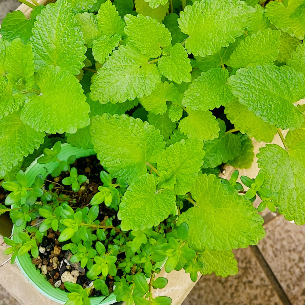 ③10種の植物:ハーブ、アナベルピンク、ペラルゴ、白竜、その他の写真6枚目