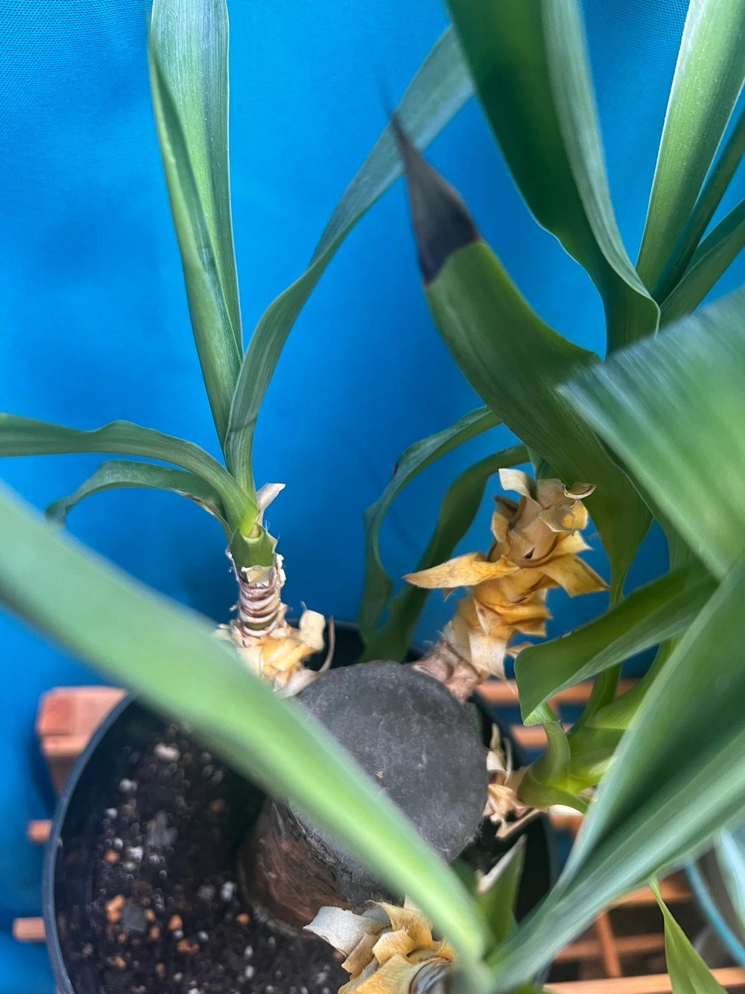 運気アップ🤳🏻🤍´-室内用観葉植物🪴の写真3枚目