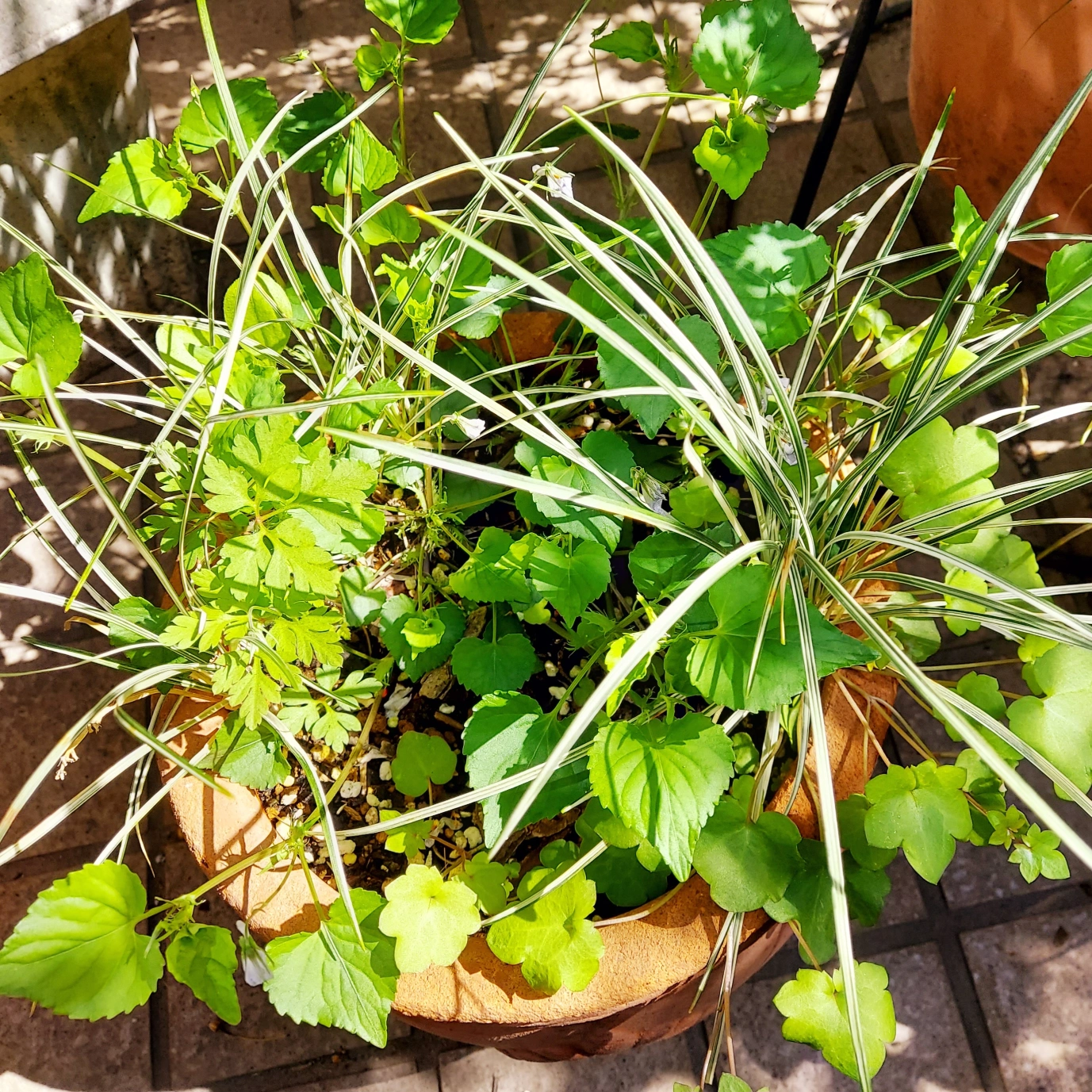 ③10種の植物:ハーブ、アナベルピンク、ペラルゴ、白竜、その他の写真4枚目
