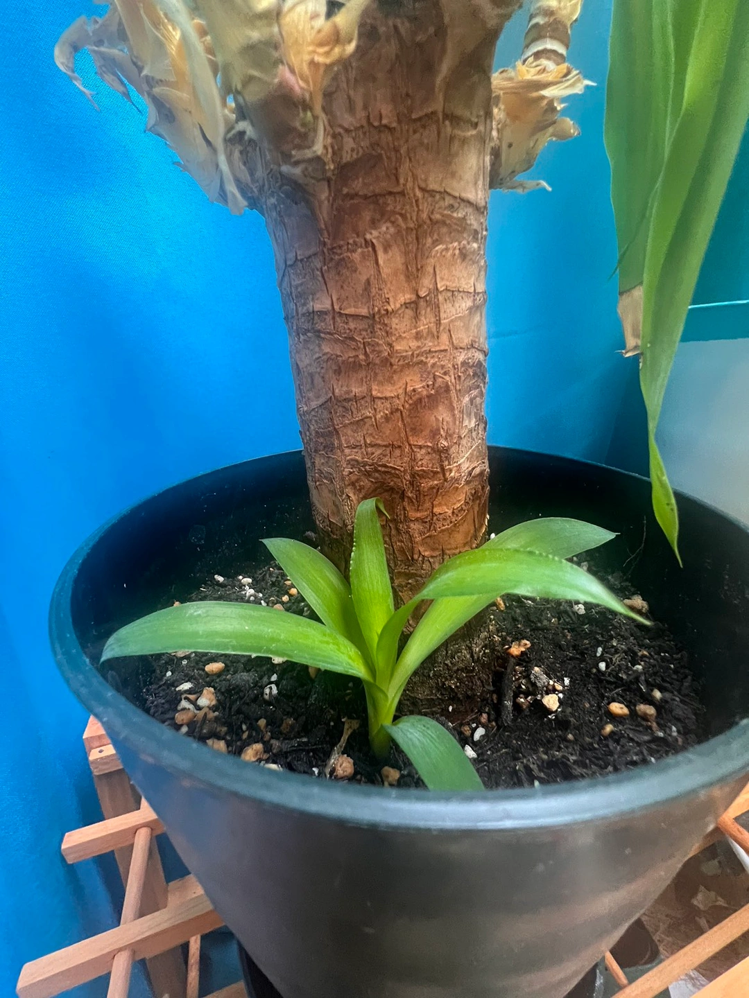運気アップ🤳🏻🤍´-室内用観葉植物🪴の写真2枚目